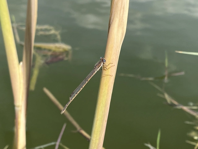Sympecma fusca - téli rablószitakötő