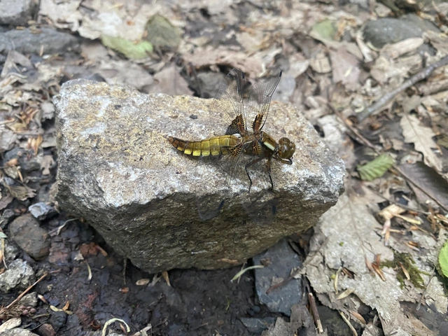 Libellula depressa - széles laposacsa