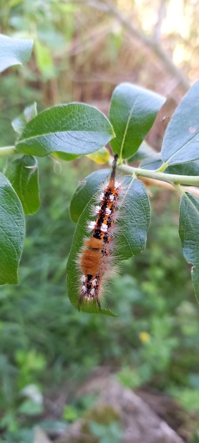 Orgyia recens - tarka kisszövő