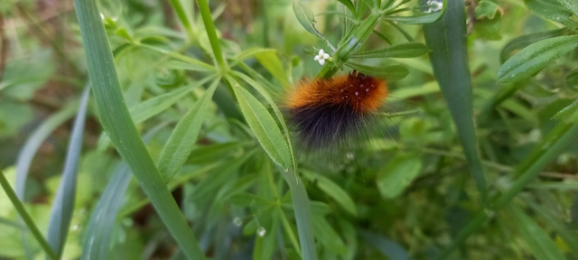 Arctia caja - közönséges medvelepke