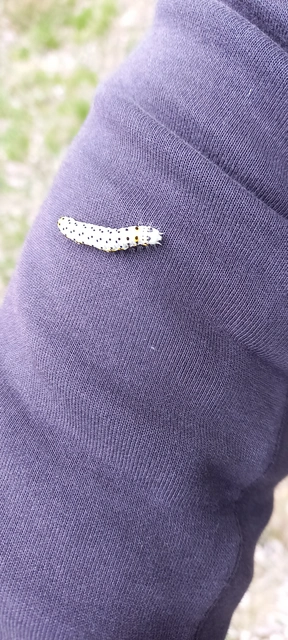 Diloba caeruleocephala - őszi kékesbagoly