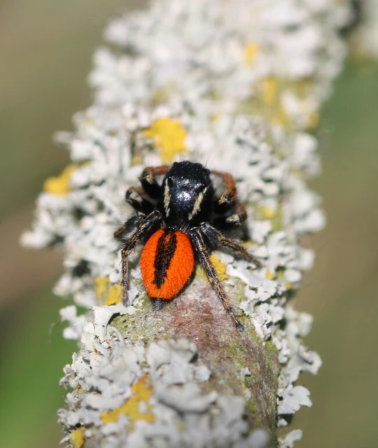 Philaeus chrysops - piros ugrópók