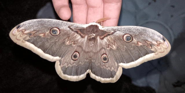 Saturnia pyri - nagy pávaszem
