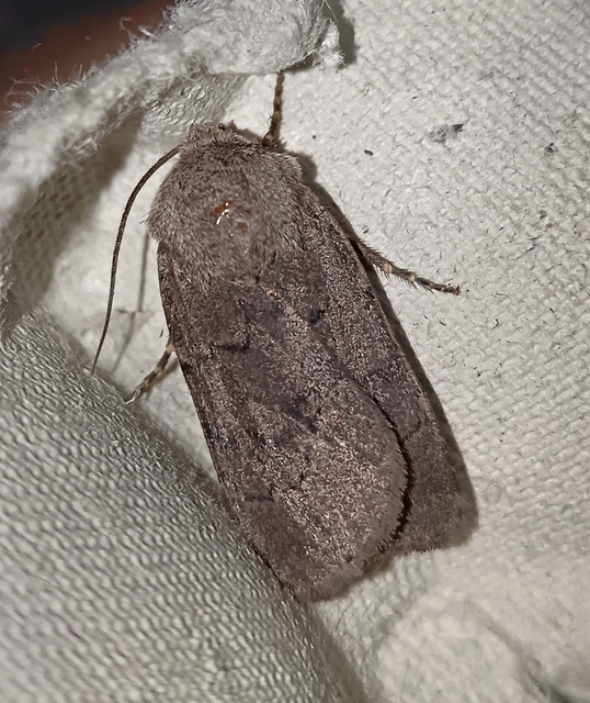 Agrotis cinerea - szürkés földibagoly