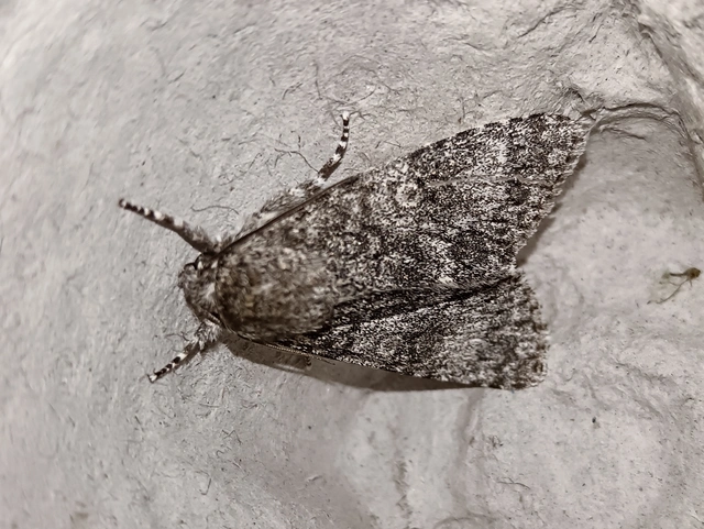 Acronicta megacephala - nagyfejű szigonyosbagoly