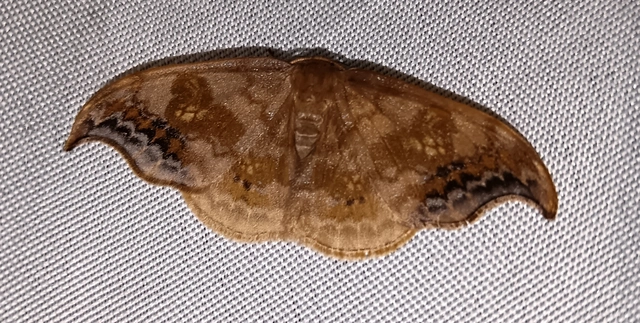 Sabra harpagula - hársfa-sarlósszövő