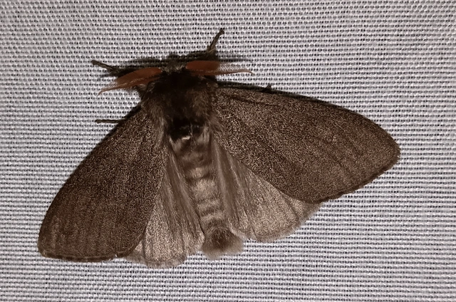 Calliteara pudibunda - hamvasszövő