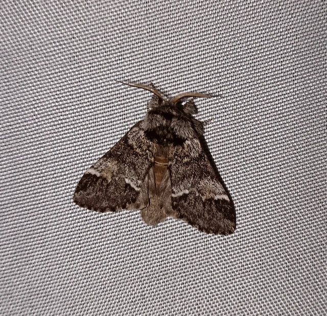 Drymonia dodonea - bélyeges púposszövő