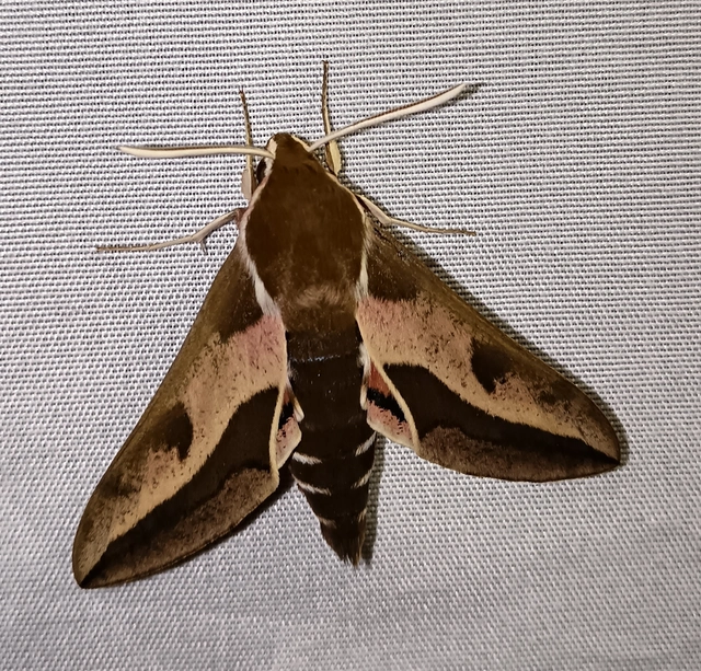 Hyles euphorbiae - kutyatejszender