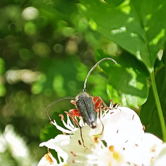 Cortodera villosa - bozontos cserjecincér
