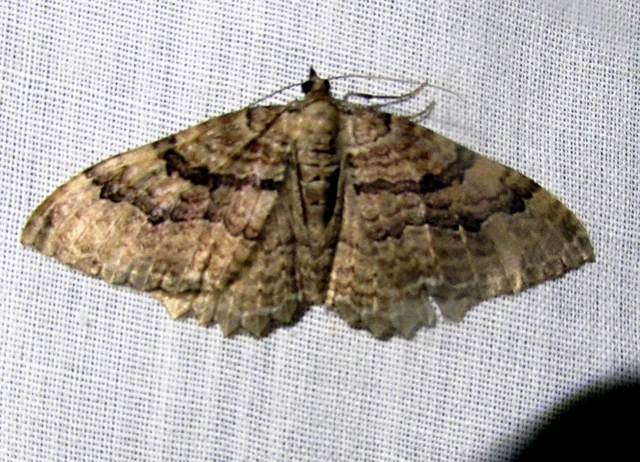 Hydria cervinalis - őzbarna araszoló