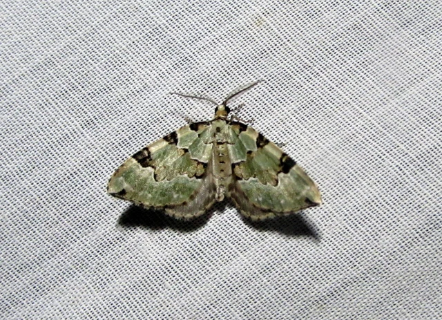 Colostygia pectinataria - zöld levélaraszoló