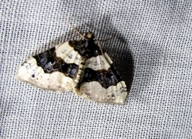 Cosmorhoe ocellata - szemes galajaraszoló