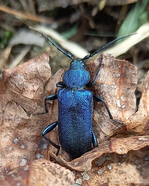 Callidium violaceum - kék korongcincér