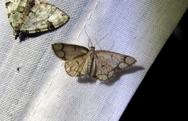Stegania cararia - gyűrűs nyáraraszoló