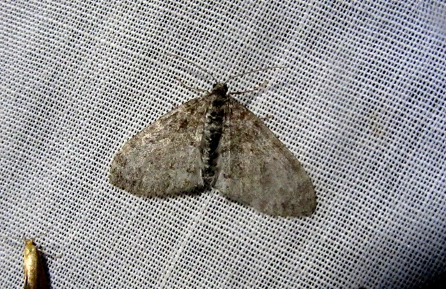 Lobophora halterata - szárnyfüggelékes araszoló