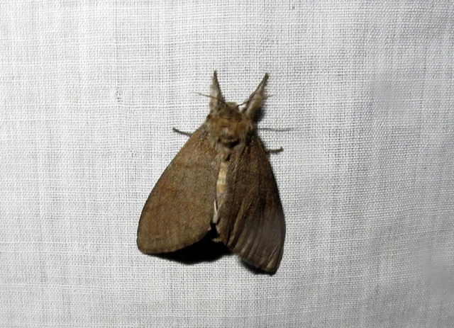 Calliteara pudibunda - hamvasszövő