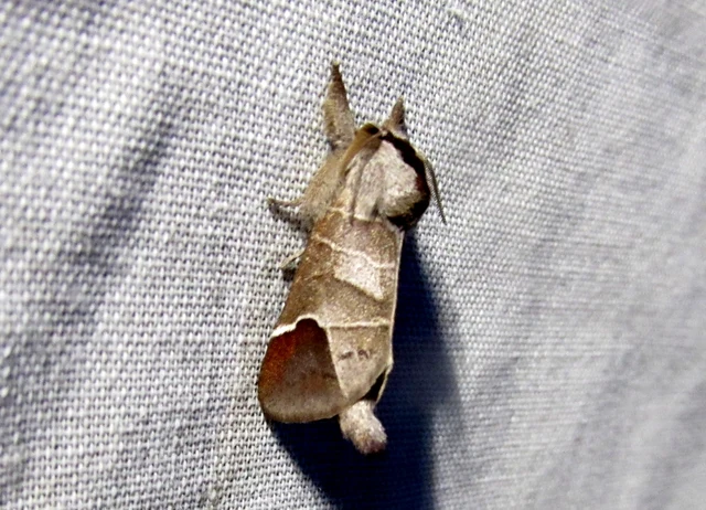 Clostera curtula - rövidszárnyú levélszövő