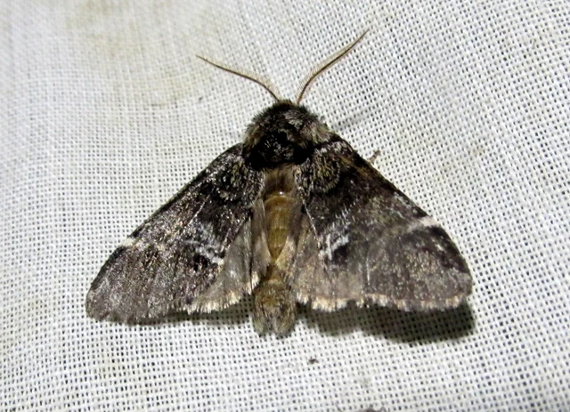 Drymonia dodonea - bélyeges púposszövő