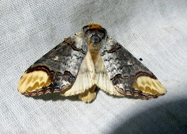 Phalera bucephala - sárgafoltos púposszövő