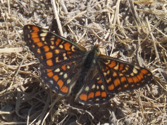 Euphydryas maturna - díszes tarkalepke