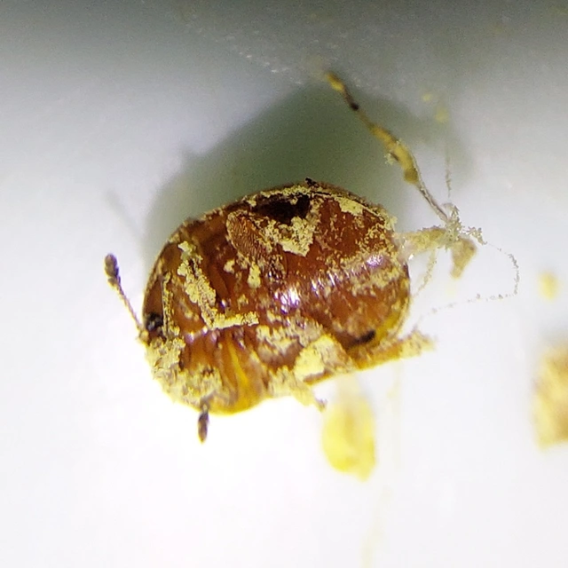 Cychramus luteus - sárga fénybogár Cychramus luteus - sárga fénybogár