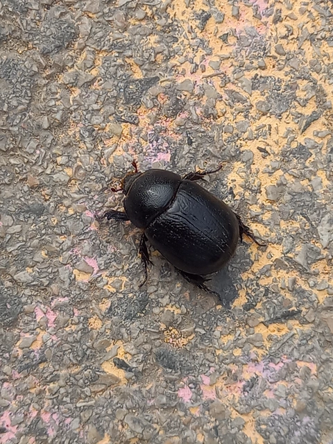 Pentodon idiota - butabogár