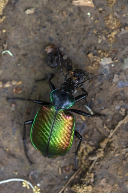 Calosoma sycophanta - aranyos bábrabló