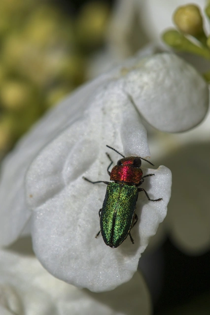 Anthaxia nitidula - ragyogó virágdíszbogár