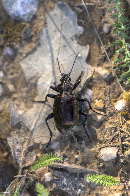 Calosoma inquisitor - kis bábrabló