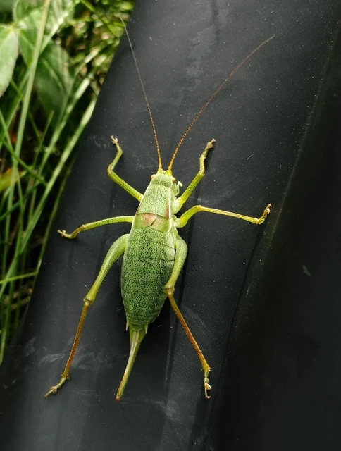 Isophya costata - magyar tarsza