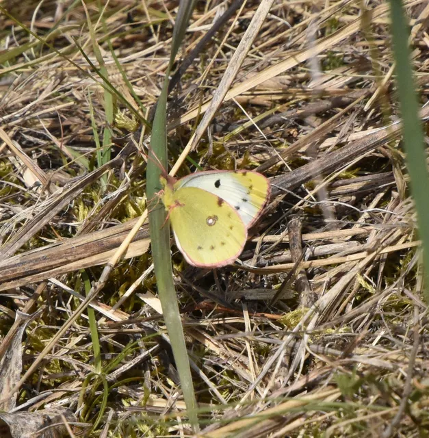 Colias alfacariensis - déli kéneslepke