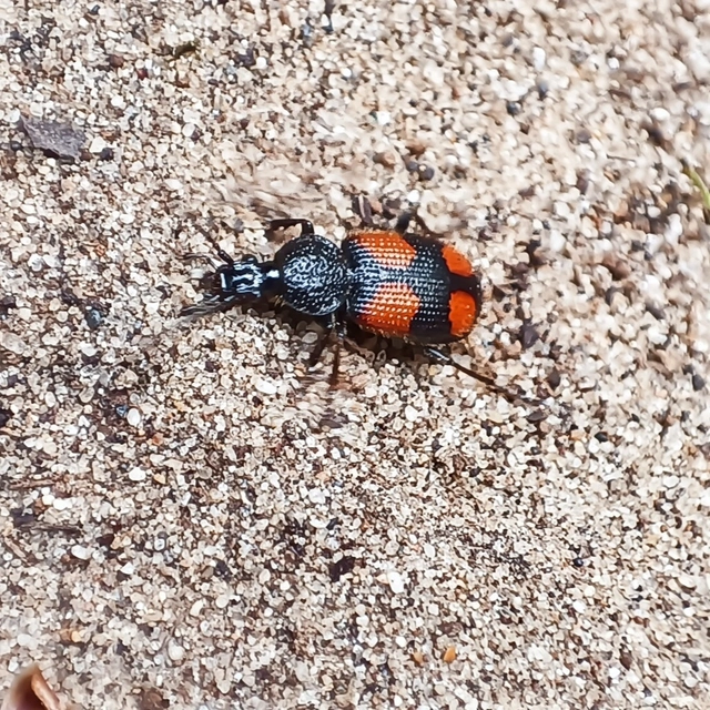 Panagaeus bipustulatus - kis keresztesfutó