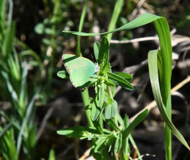 Callophrys rubi - zöldfonákú lepke