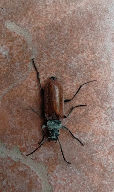 Omophlus proteus - közönséges pejbogár Omophlus proteus - közönséges pejbogár