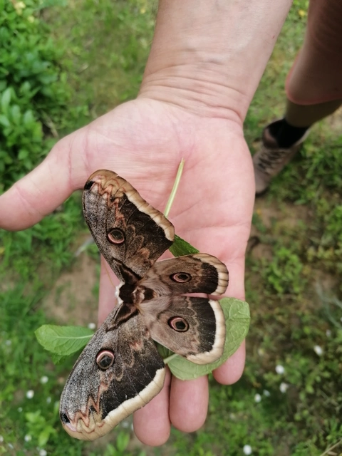 Saturnia pyri - nagy pávaszem