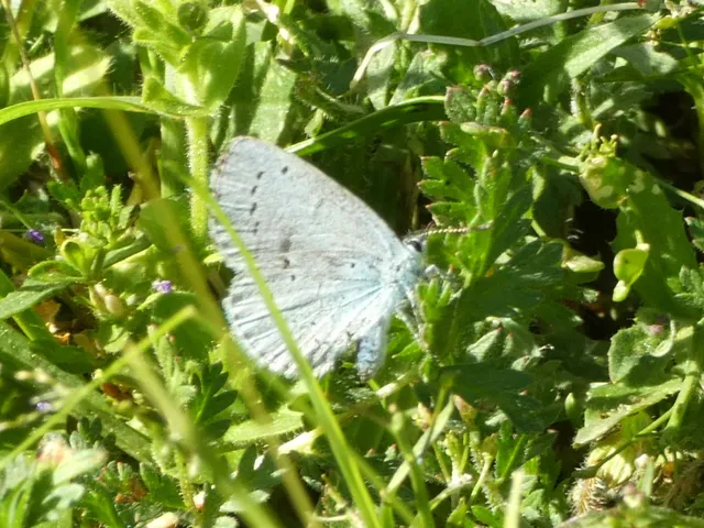 Celastrina argiolus - bengeboglárka