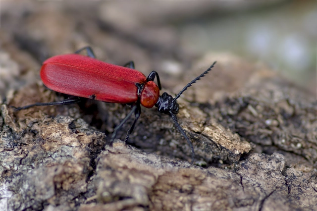 Pyrochroa coccinea - nagy bíborbogár