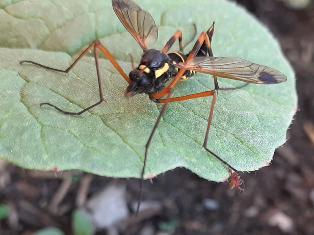 Ctenophora