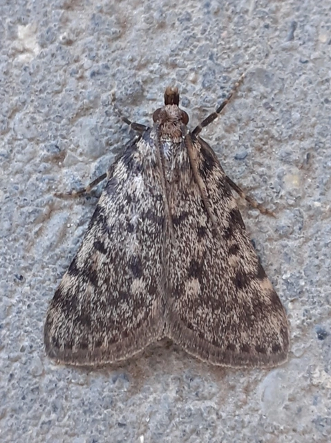 Aglossa pinguinalis - zsiradékmoly