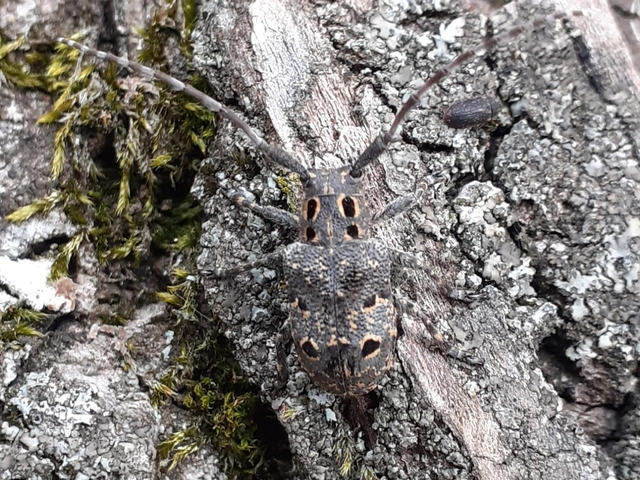 Mesosa curculionoides - szemfoltos cincér Mesosa curculionoides - szemfoltos cincér