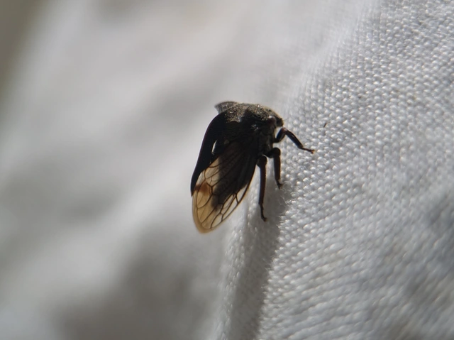 Centrotus cornutus - szarvaskabóca