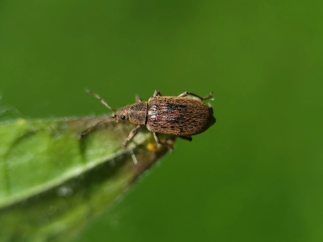 Phyllobius pyri - gyümölcsfa-levélormányos