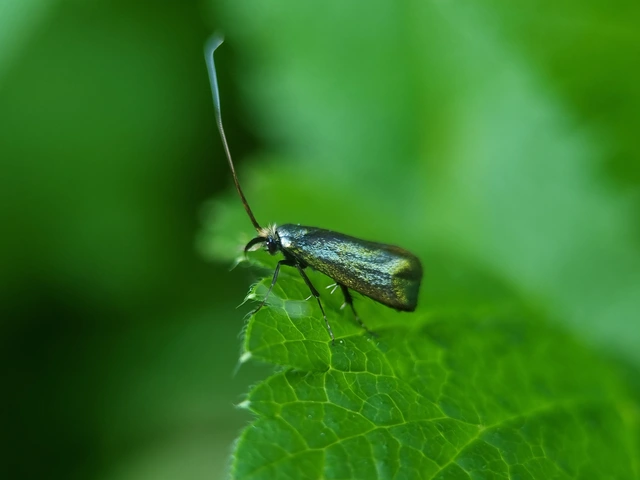 Adela reaumurella - smaragdfényű tőrösmoly