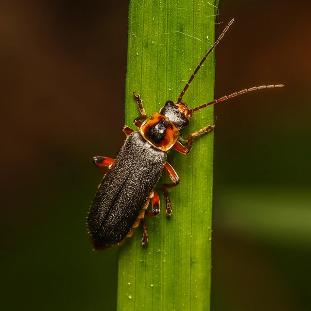 Cantharis nigricans - feketéllő lágybogár