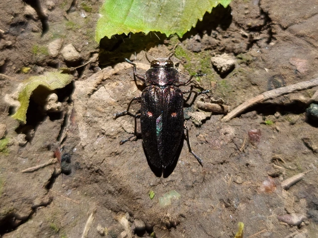Chrysobothris affinis - aranypettyes díszbogár