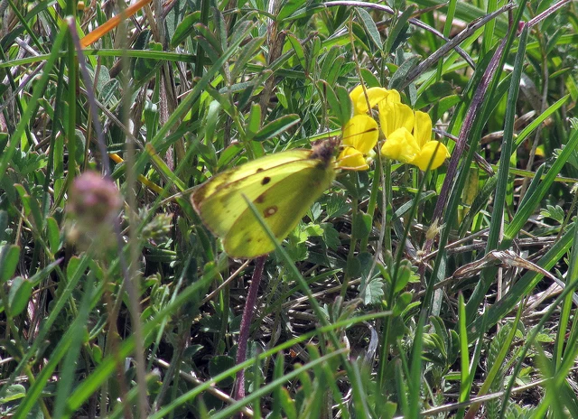 Colias hyale/alfacariensis