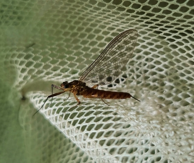Epeorus assimilis
