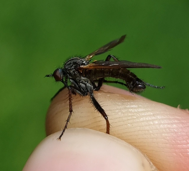 Empididae - táncoslegyek Empididae - táncoslegyek