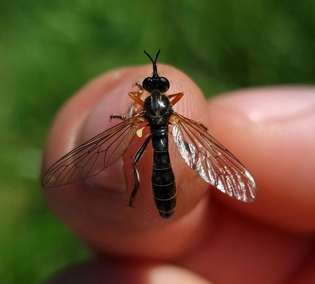 Dioctria rufipes
